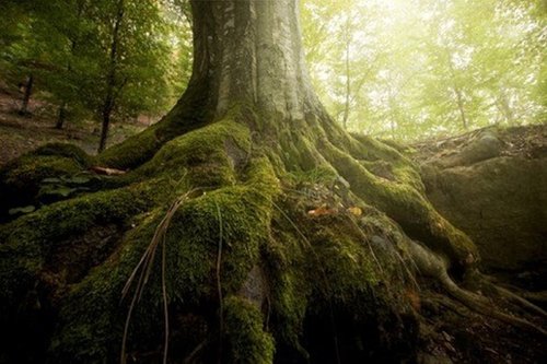 old tree roots