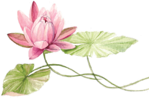 lotus flower