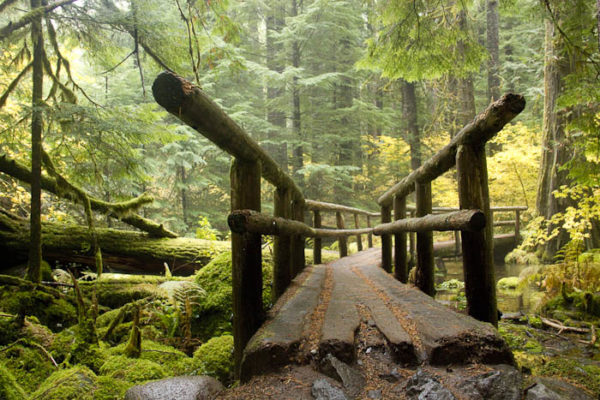 A forest footbridge at Breitenbush