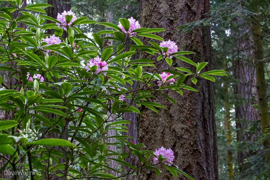 Pink rhododendrons in the forest
