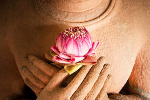 Hands holding a lotus at the heart