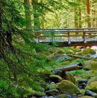 Small creek bridge at Breitenbush
