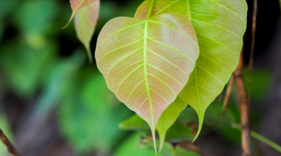 bodhi leaf heart