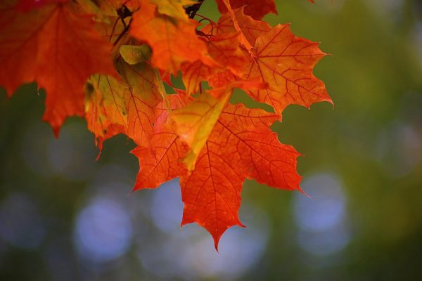 brilliant autumn maple leaves