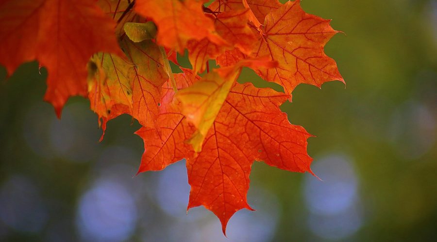 brilliant autumn maple leaves