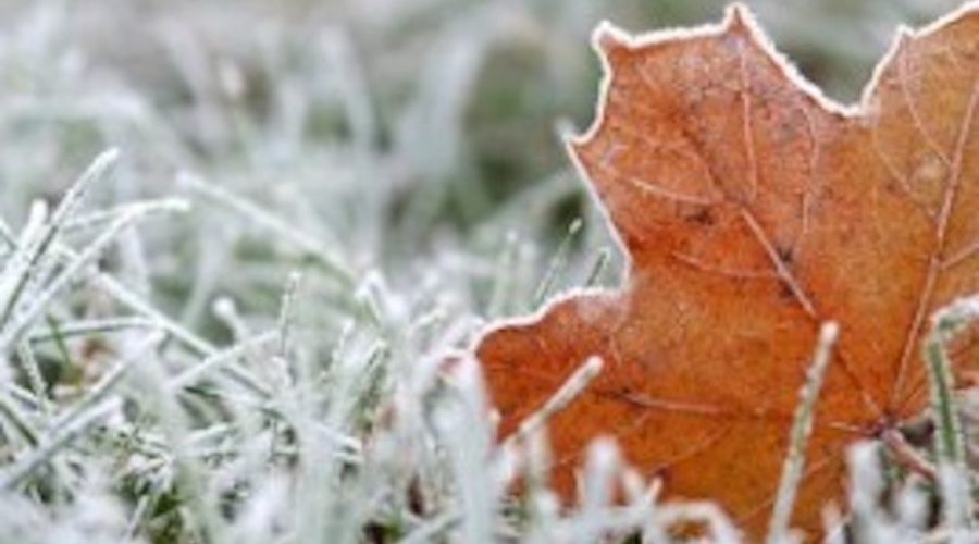 frosted grass and maple leaf as winter approaches