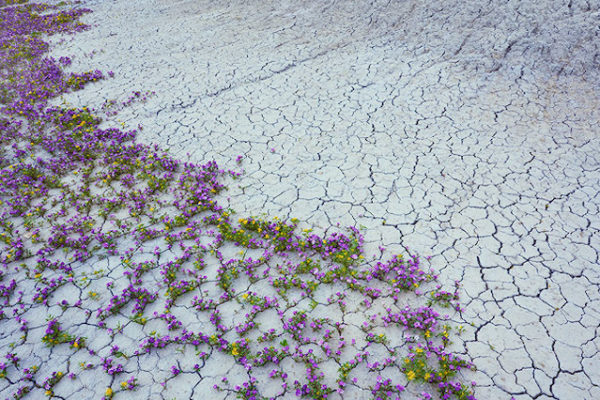 blooming desert, by Guy Tal