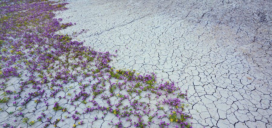 blooming desert, by Guy Tal