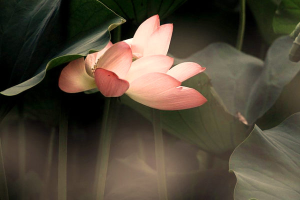 a hidden lotus emerging from beneath a leaf