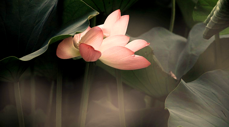 a hidden lotus emerging from beneath a leaf