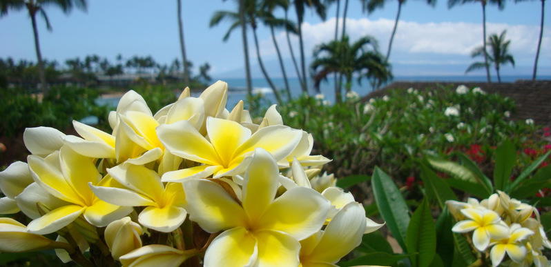 plumerias on Maui