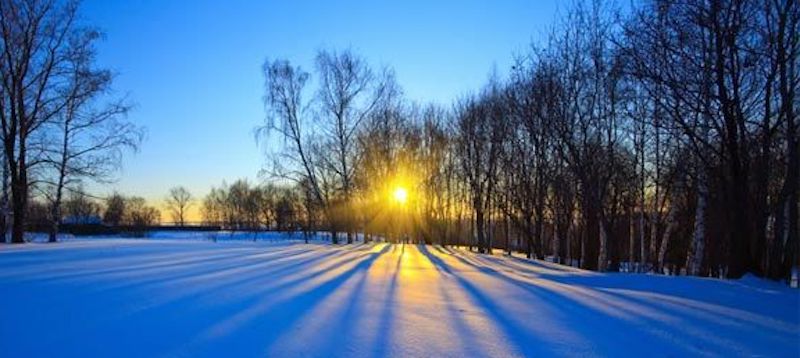 sunrise through trees on snow