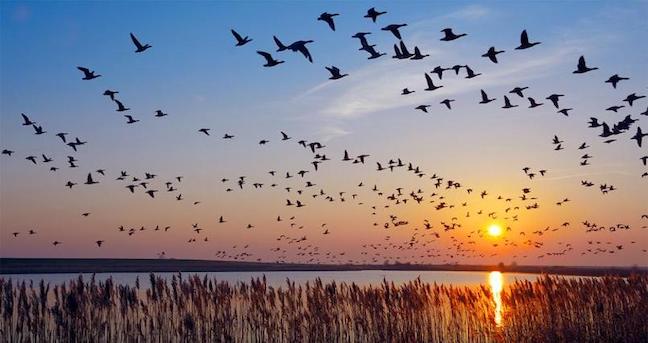 geese migrating at sunset