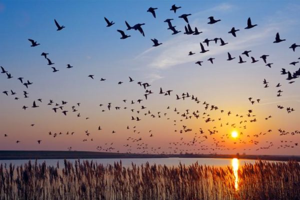 Migratory birds at sunset (courtesy Sierra Club)