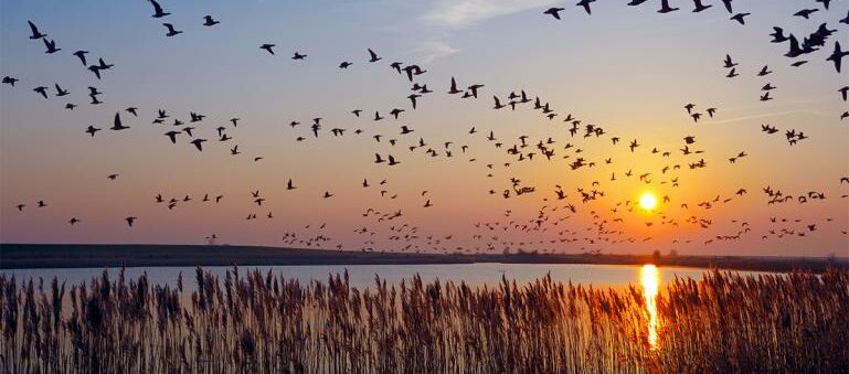 Migratory birds at sunset courtesy Sierra Club)