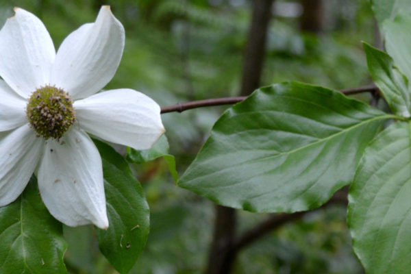a single dogwood blossom in the forest