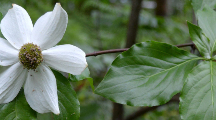 a solo dogwood blossom