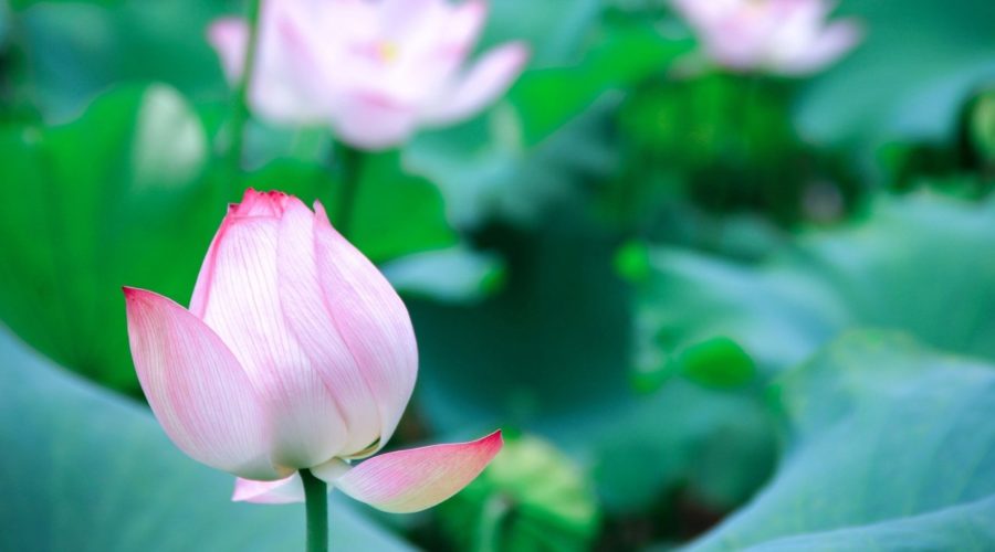 pink lotus buds opening open amid fresh young leaves