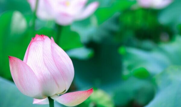 pink lotus buds opening open amid fresh young leaves