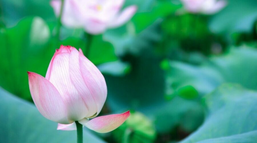 Budding pink lotuses