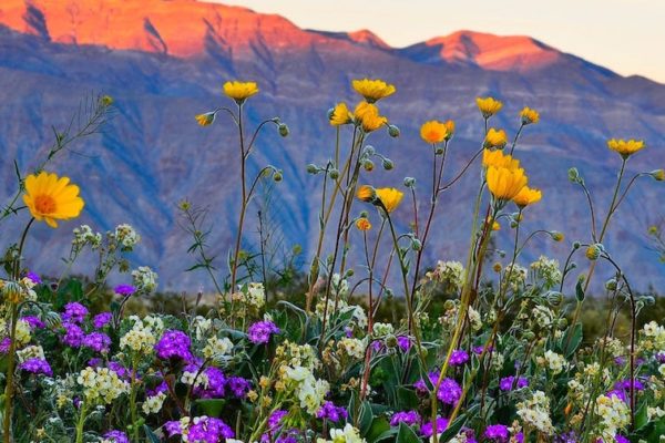 Spring wildflowers in the desert