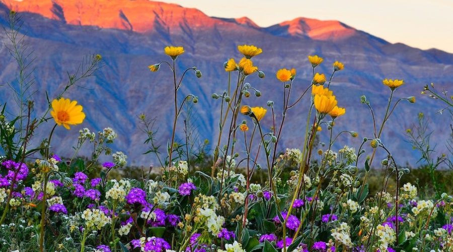 Spring wildflowers in the desert