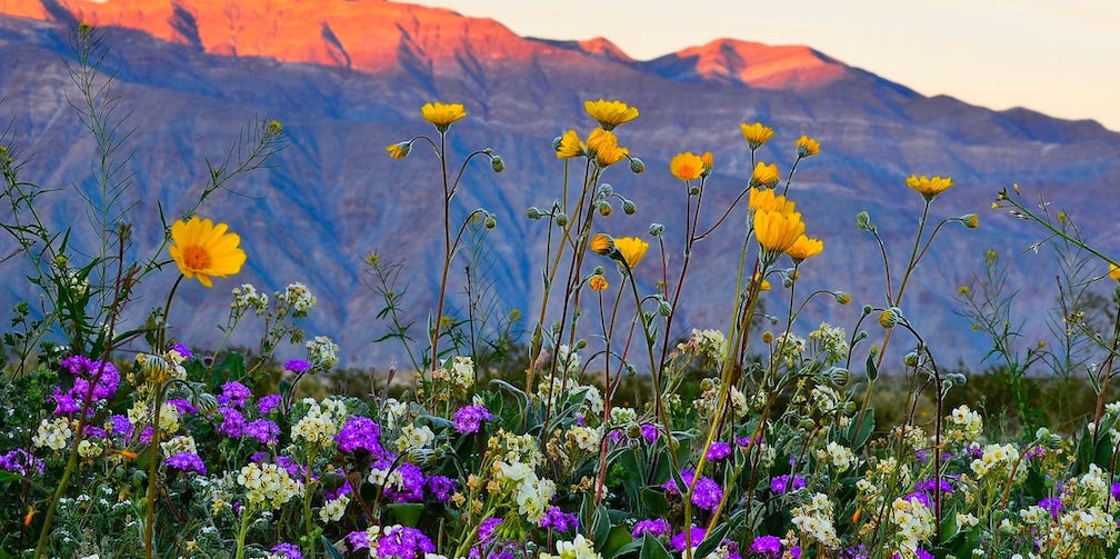 Spring wildflowers in the desert