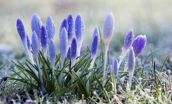 periwinkle crocus buds damp with melting snow.