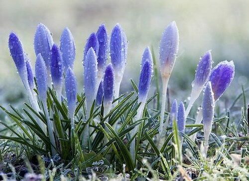 periwinkle crocus buds damp with melting snow.
