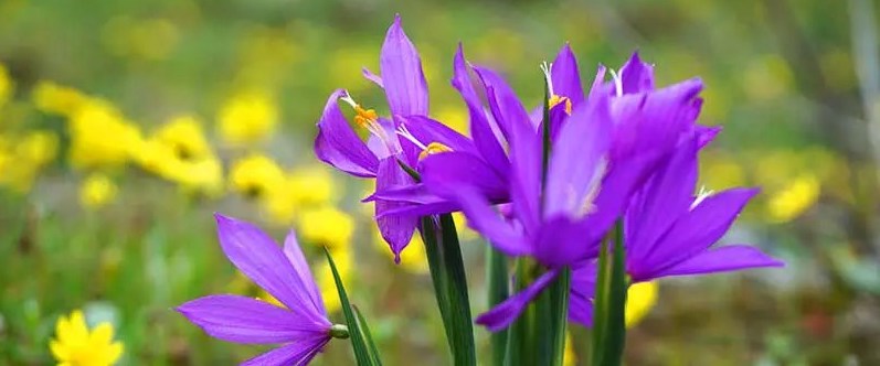 purple grass widows