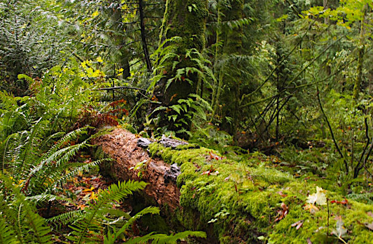 Mossy nurse log in a Pacific Northwest Forest