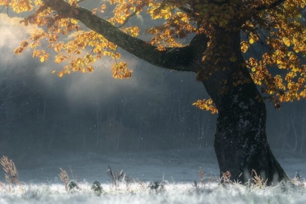 late autumn light on frosted oak tree