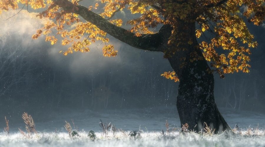 late autumn light on frosted oak tree