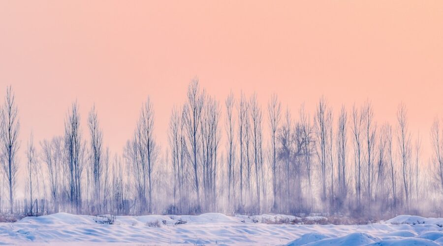 A winter sunrise with barren trees and soft sky