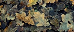icy oak leaves by 2234701 from Pixabay