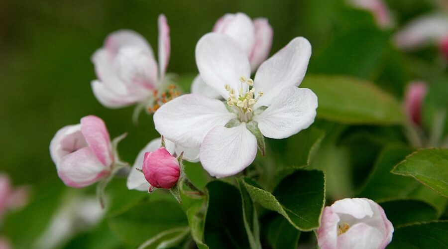 Pink and white apple blossoms against green foliage