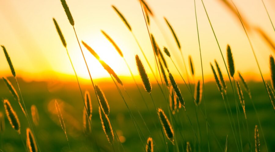summer grasses against a golden sunset