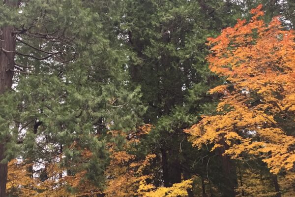 Bright autumn leaves in the forest.