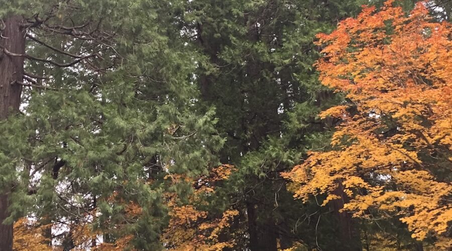 Bright autumn leaves in the forest.