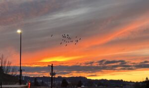 A sky streaked with the colors of sunset, and birds flying across.