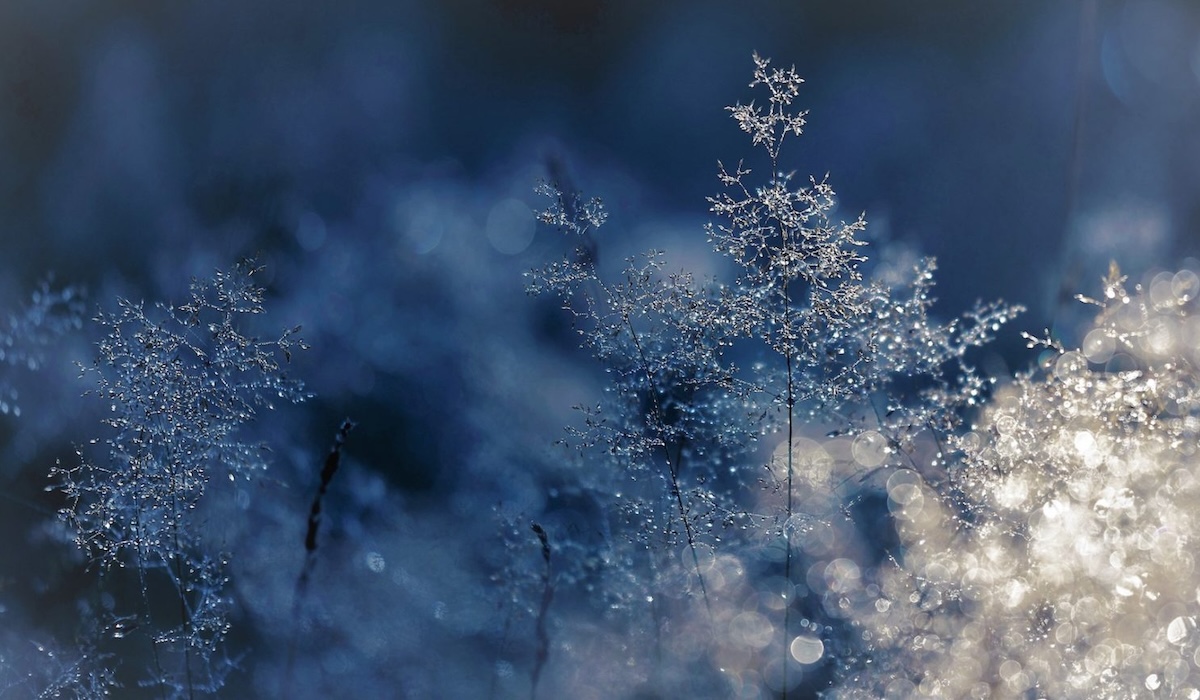 winter frost sparkles on barren plants