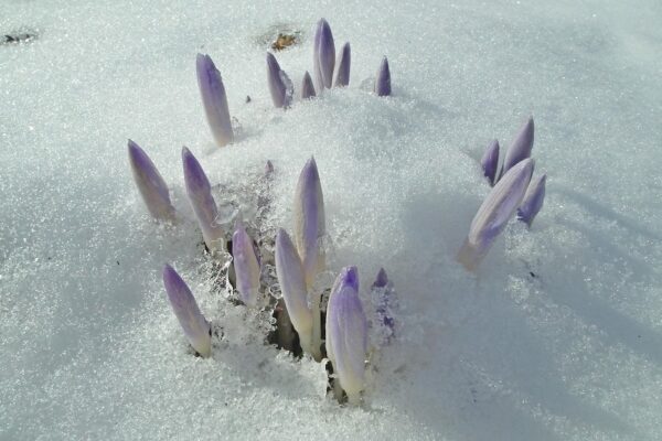 a circle of lavendar crocuses emerging from snow
