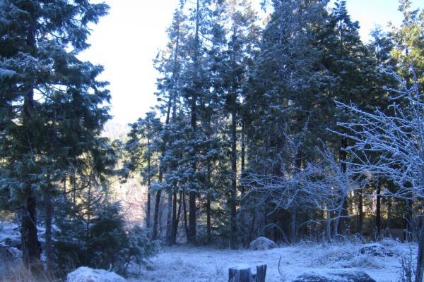 Icy windblown grasses beneath snow-dusted trees and a clear sky.