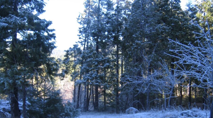Icy windblown grasses beneath snow-dusted trees and a clear sky.