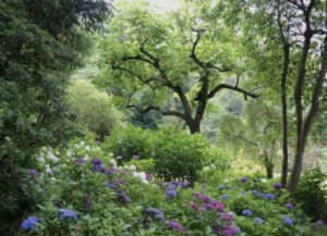 A peaceful garden scene outside RamDev's home.